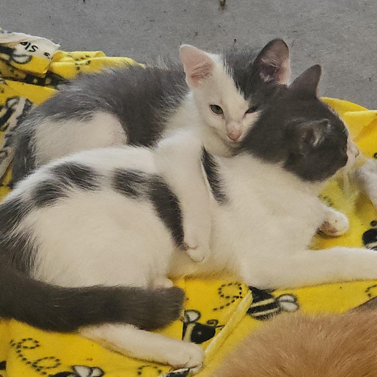 Enlarge Georgio, a Adoptable Domestic Short Hair in Stockholm, WI image 5/6