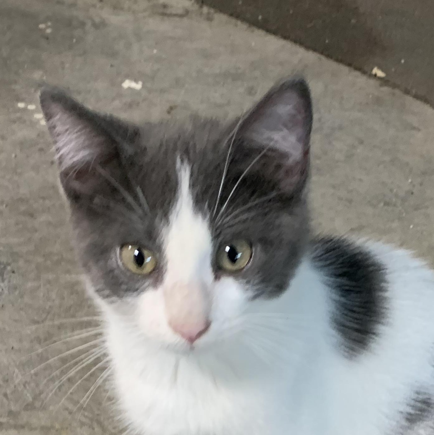 Enlarge Georgio, a Adoptable Domestic Short Hair in Stockholm, WI image 4/6