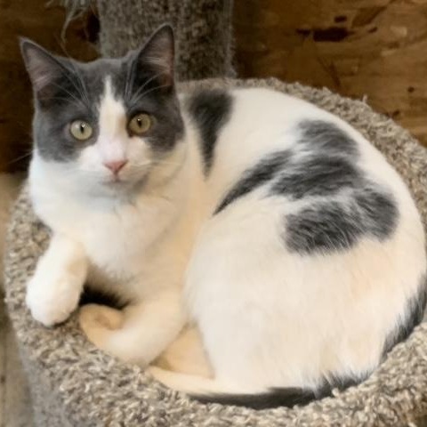 Georgio, Adoptable, Young Male Domestic Short Hair.