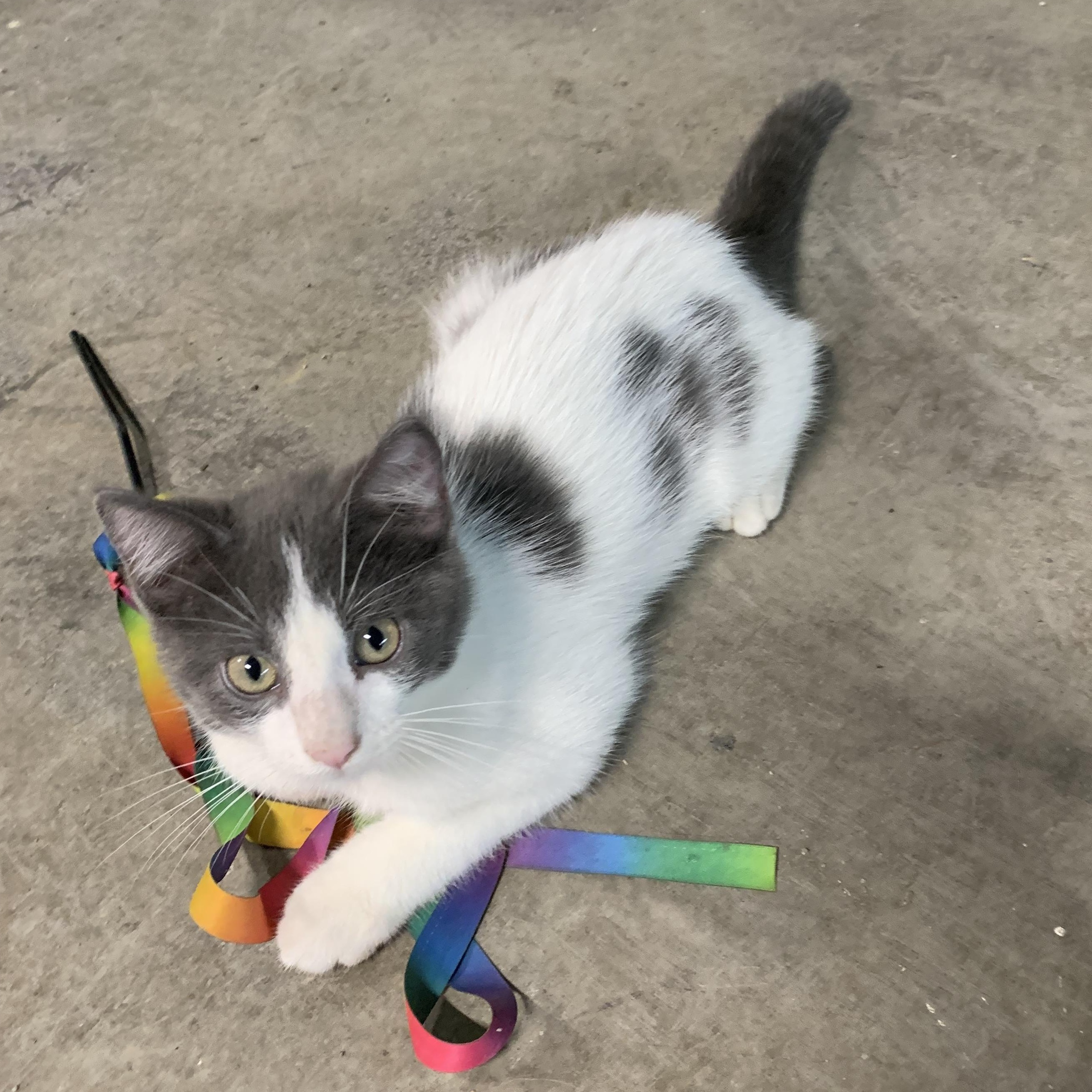 Enlarge Georgio, a Adoptable Domestic Short Hair in Stockholm, WI image 3/6