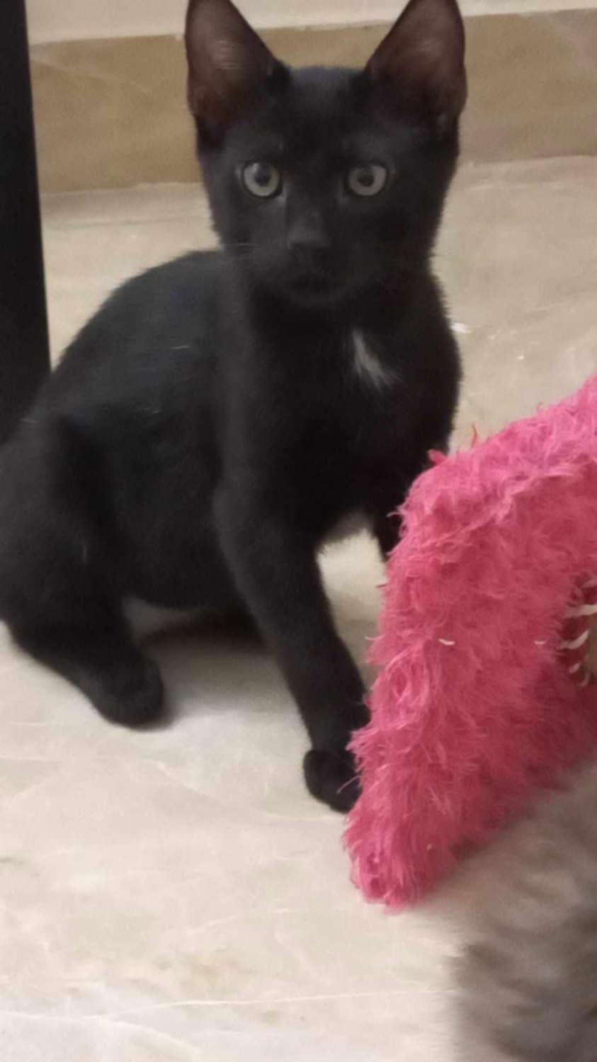 BlackMiu, Baby Male unknown