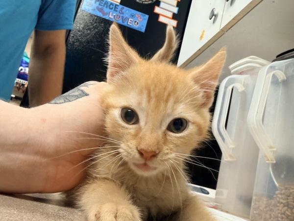 Sneezy, Adoptable, Kitten Male Domestic Short Hair.