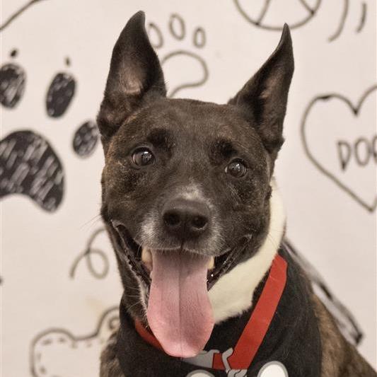 Jiminy Cricket, a Adoptable Mixed Breed in Phoenix, AZ image 1/4