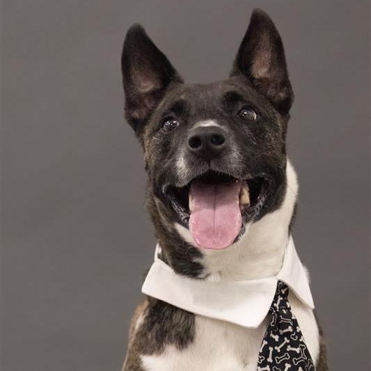 Jiminy Cricket, a Adoptable Mixed Breed in Phoenix, AZ image 2/4