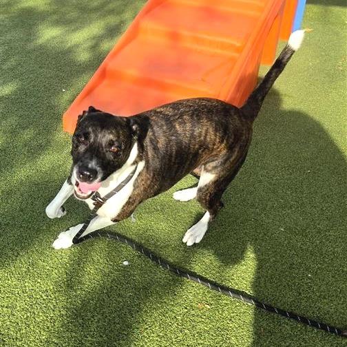 Jiminy Cricket, a Adoptable Mixed Breed in Phoenix, AZ image 3/4