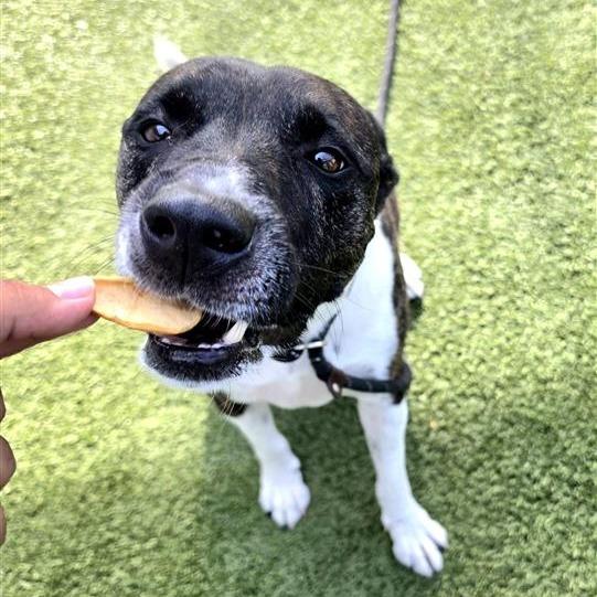 Jiminy Cricket, a Adoptable Mixed Breed in Phoenix, AZ image 4/4