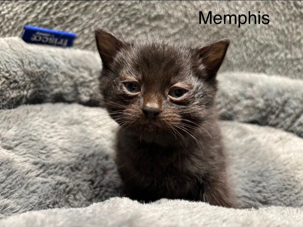 Memphis, Adoptable, Kitten Male Domestic Short Hair.