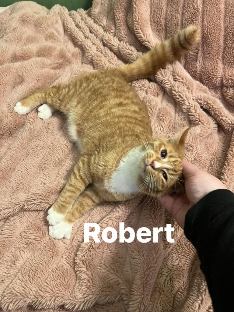 Robert, a Adoptable Domestic Short Hair in Cloquet, MN image 1/2