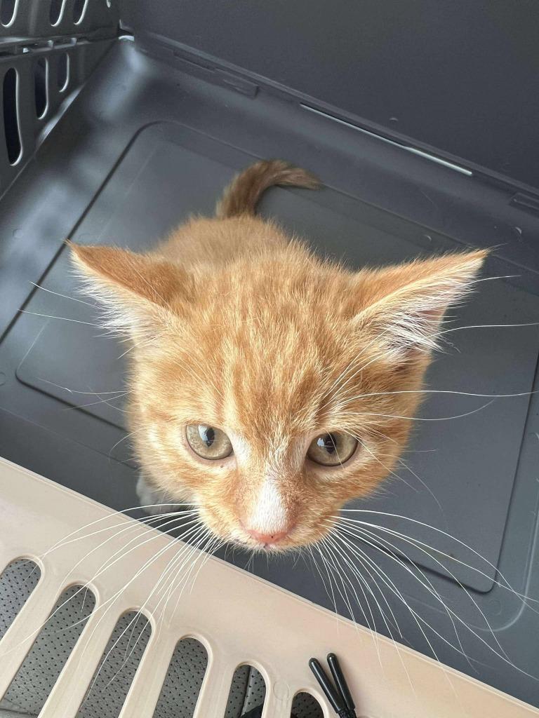 Robert, Adoptable, Young Male Domestic Short Hair.