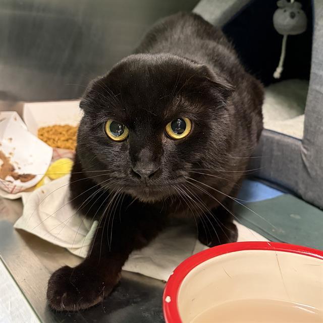 CHORIZO, Adoptable, Young Male Scottish Fold & Domestic Short Hair.