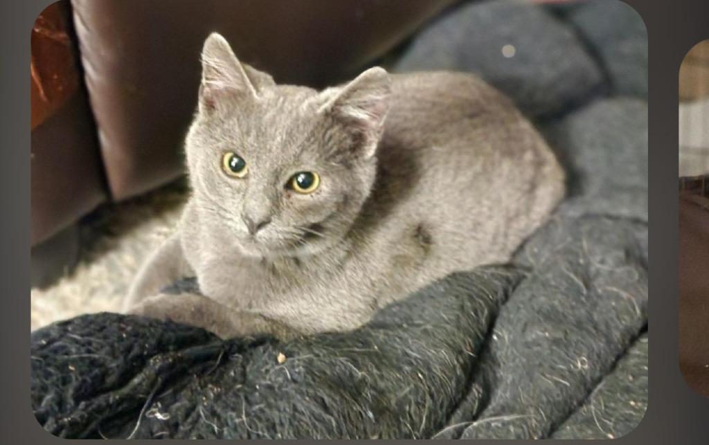 Sven, Adoptable, Kitten Male Domestic Short Hair.