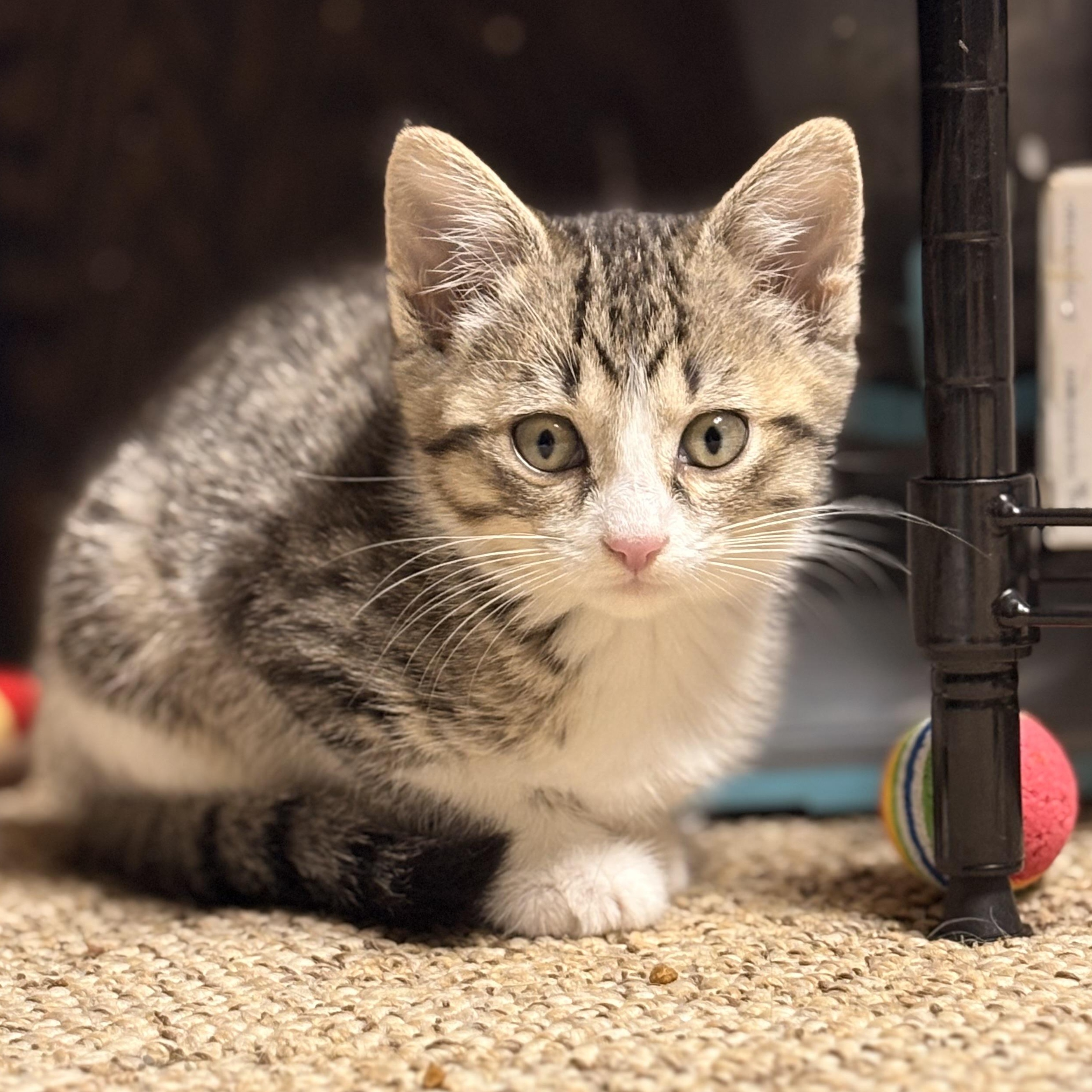 Queenie, a ADOPTABLE Domestic Short Hair in Austintown, OH image 2/2