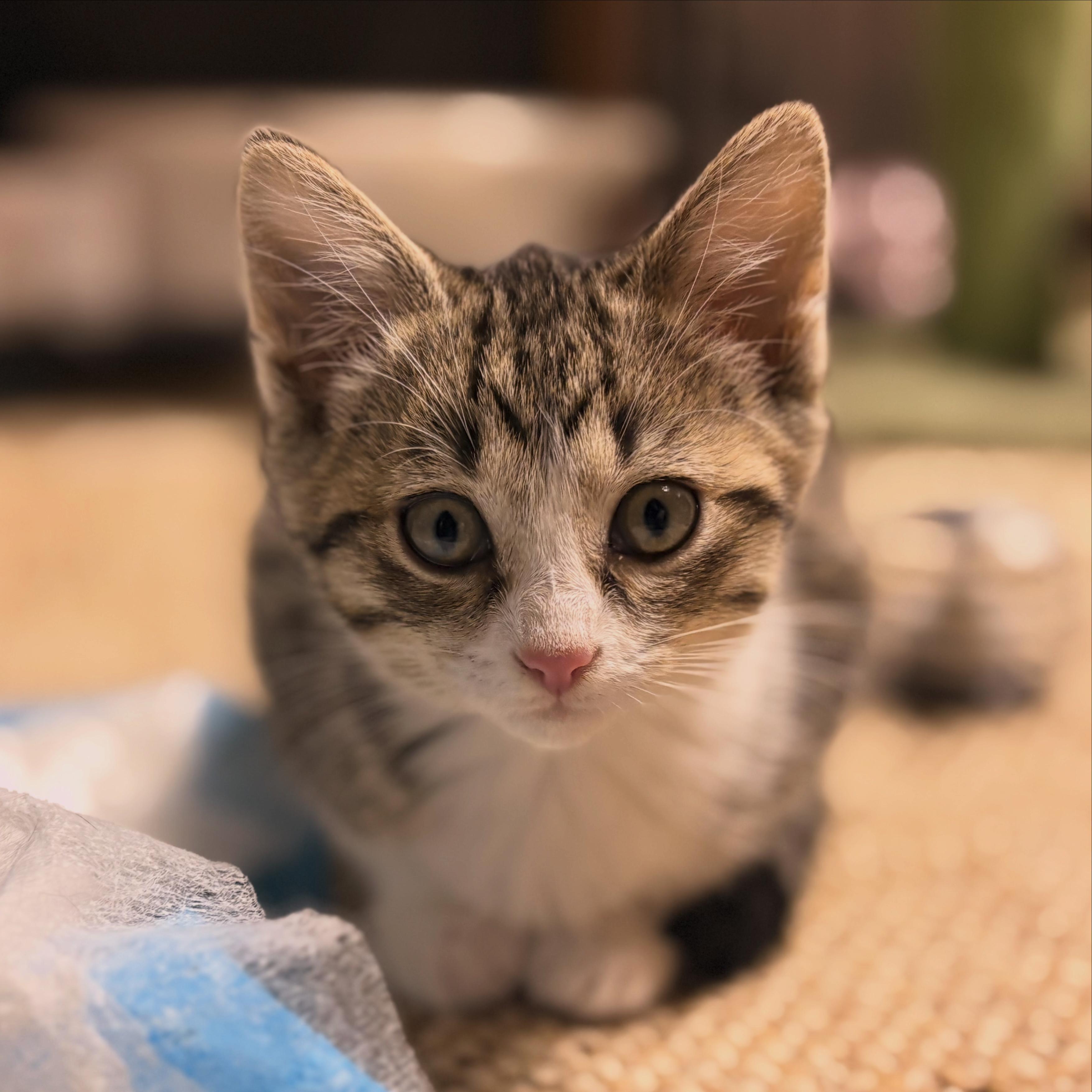 Queenie, a ADOPTABLE Domestic Short Hair in Austintown, OH image 1/2