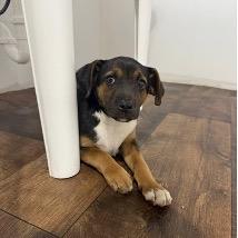Enlarge Towel, a Adoptable mixed breed in Jersey City, NJ image 2/6