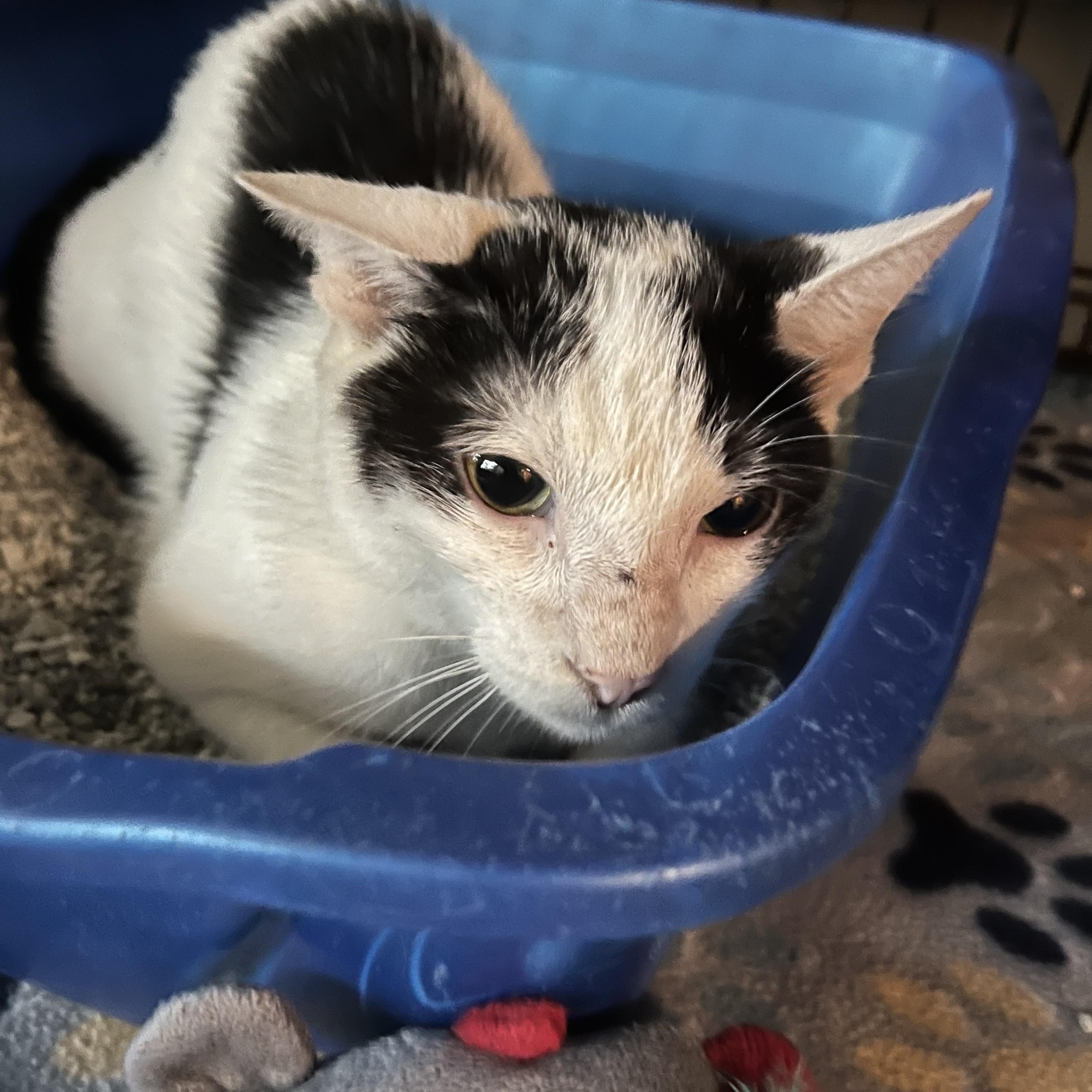 Ziva 4549, ADOPTABLE, Young Female Domestic Short Hair.