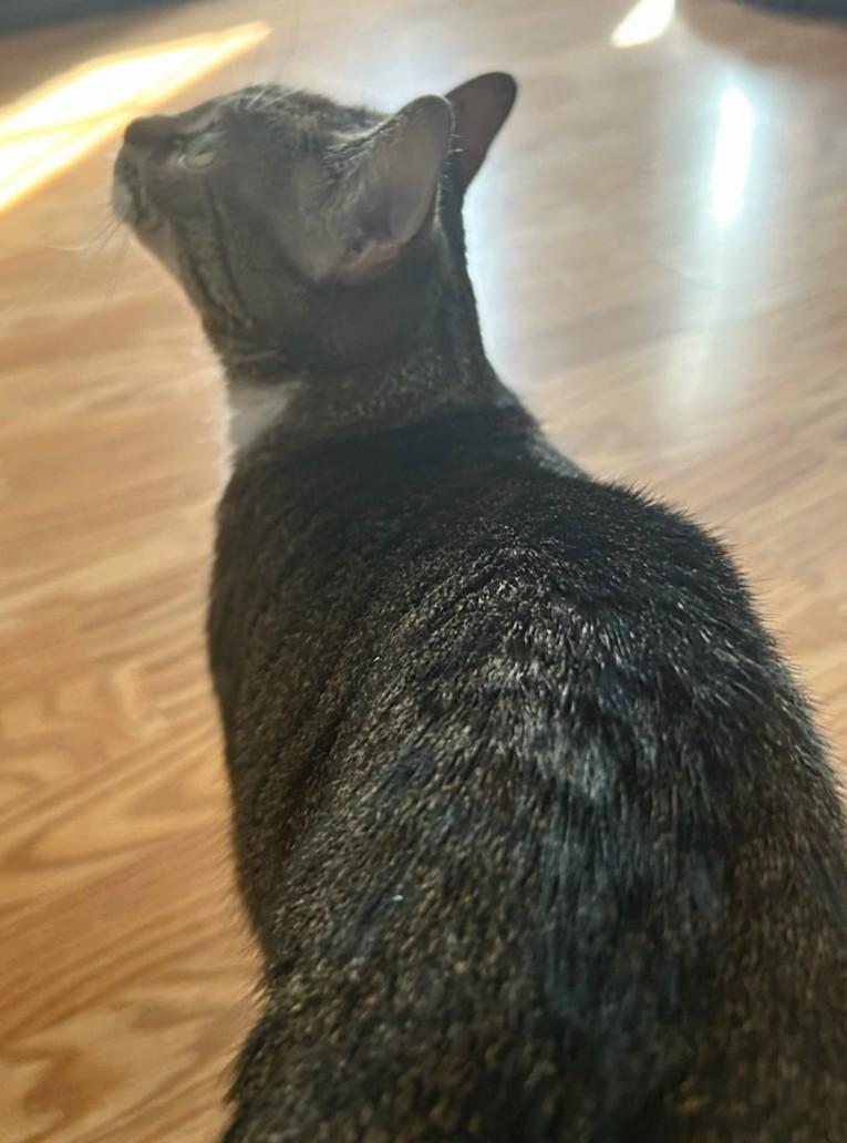 Enlarge Furby, an adopted Domestic Short Hair in Melrose, MA image 3/4