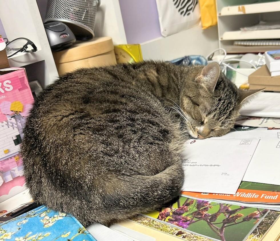 Enlarge Furby, an adopted Domestic Short Hair in Melrose, MA image 2/4