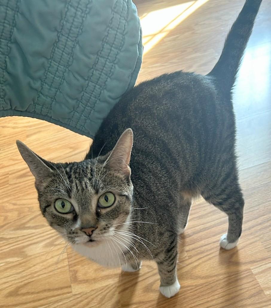 Enlarge Furby, an adopted Domestic Short Hair in Melrose, MA image 4/4