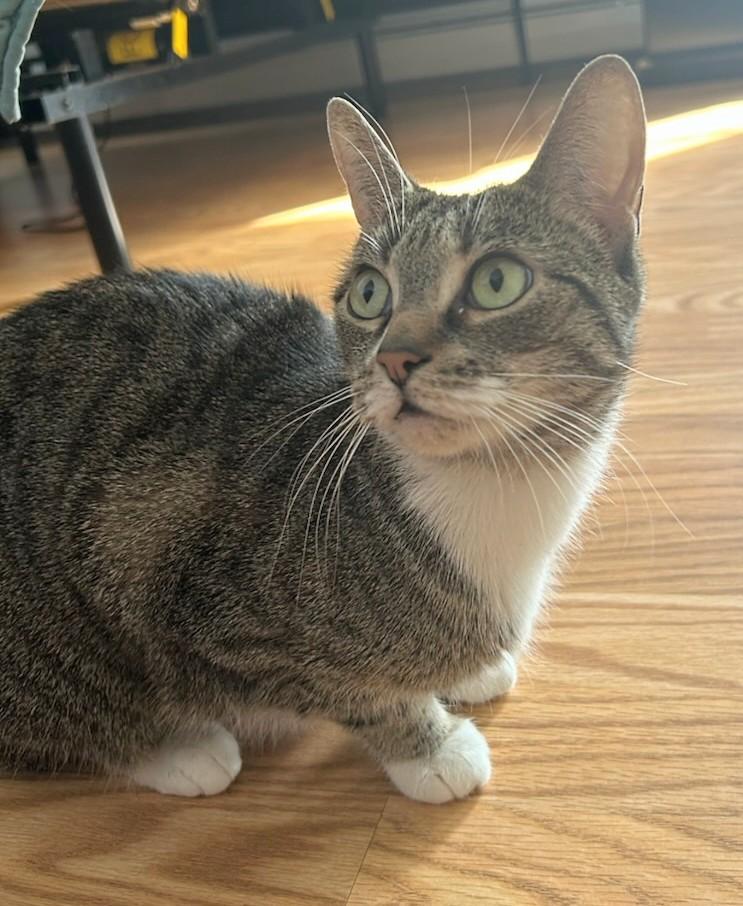 Furby, adopted, Adult Female Domestic Short Hair.