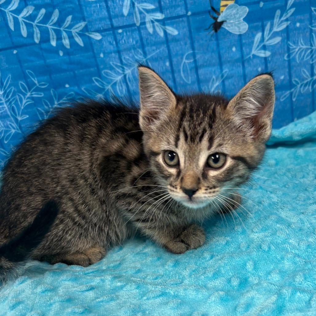 Biscotti, Adoptable, Kitten Male American Shorthair.
