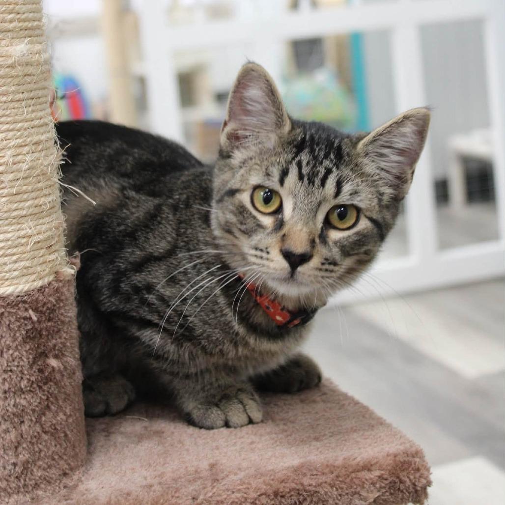 Enlarge Biscotti, a Adoptable American Shorthair in Greenfield, IN image 2/4