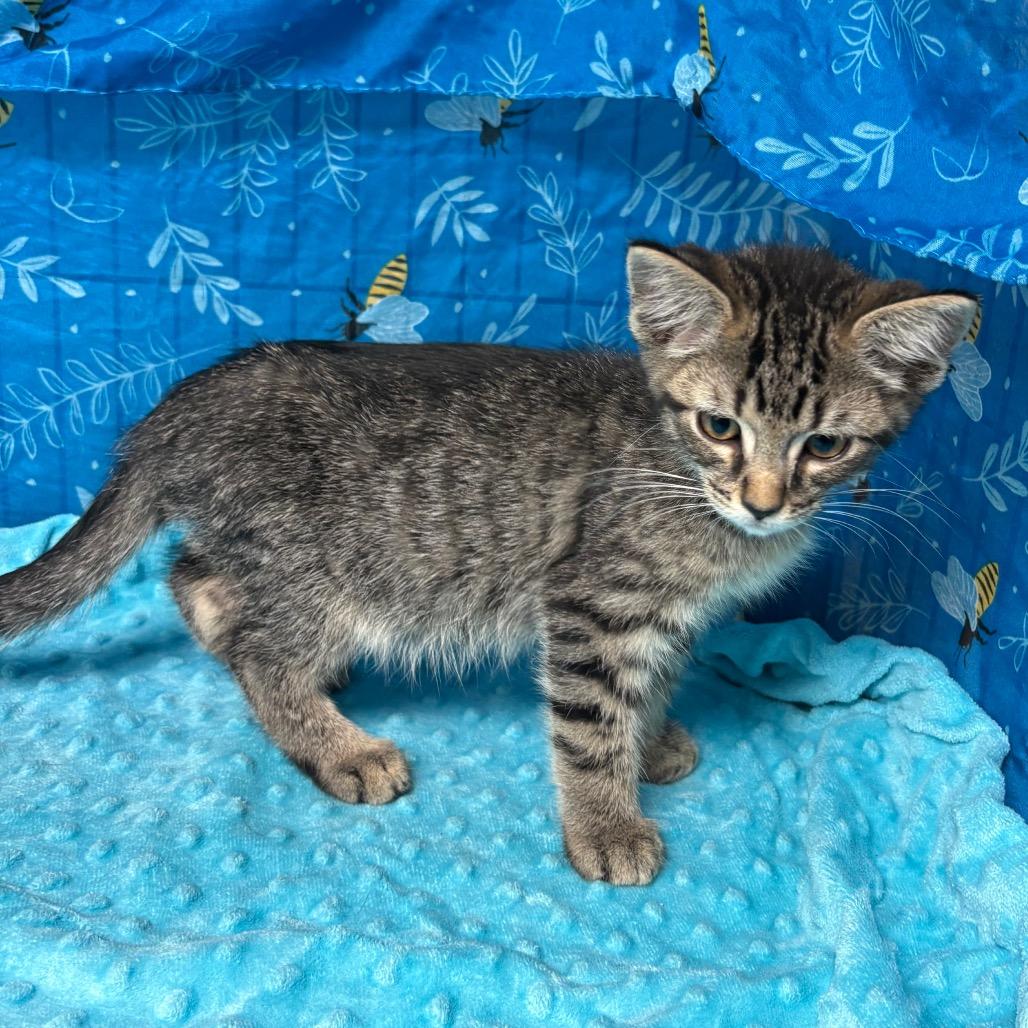 Biscotti, a Adoptable American Shorthair in Greenfield, IN image 2/2