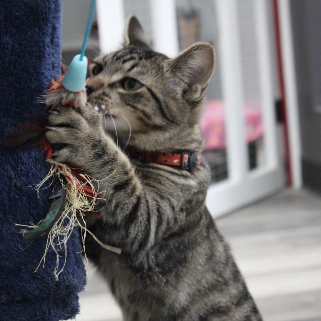 Enlarge Biscotti, a Adoptable American Shorthair in Greenfield, IN image 4/4