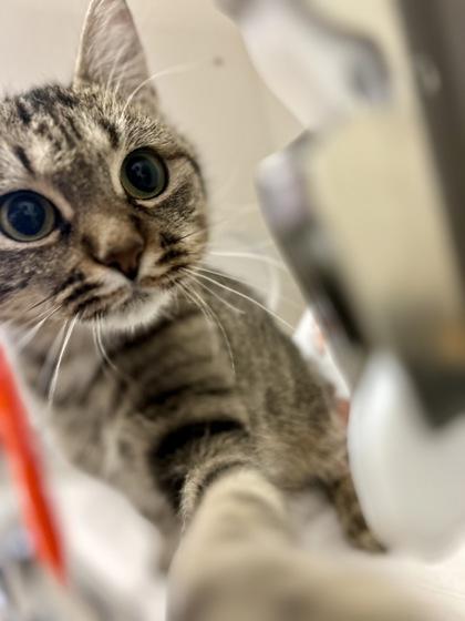 Enlarge Patty, a ADOPTABLE Domestic Short Hair in Traverse City, MI image 4/5