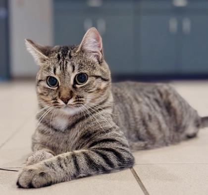 Enlarge Patty, a ADOPTABLE Domestic Short Hair in Traverse City, MI image 2/5