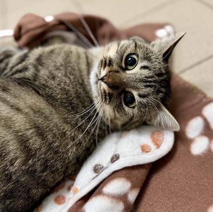 Enlarge Patty, a ADOPTABLE Domestic Short Hair in Traverse City, MI image 1/5
