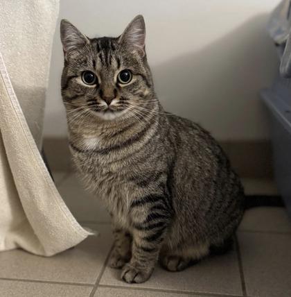 Enlarge Patty, a ADOPTABLE Domestic Short Hair in Traverse City, MI image 5/5