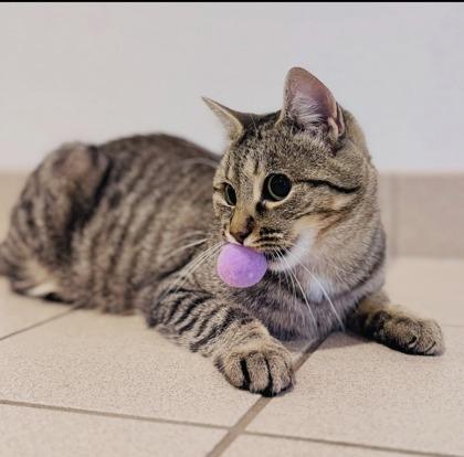 Enlarge Patty, a ADOPTABLE Domestic Short Hair in Traverse City, MI image 3/5