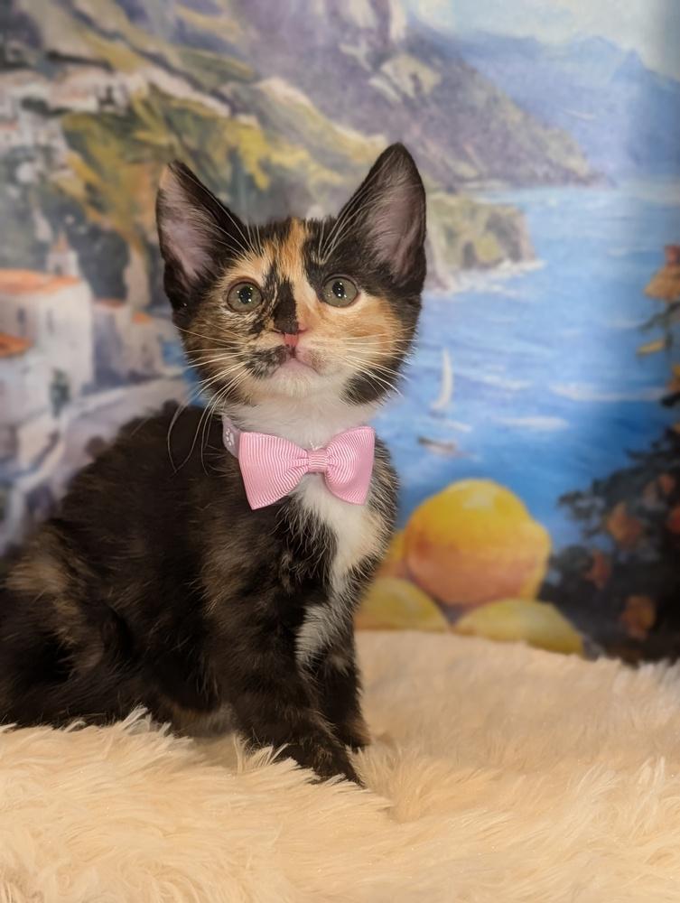 Hana, Adoptable, Kitten Female Calico & Domestic Short Hair.