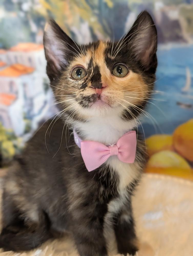 Enlarge Hana, a Adoptable mixed breed in Fremont, CA image 2/6