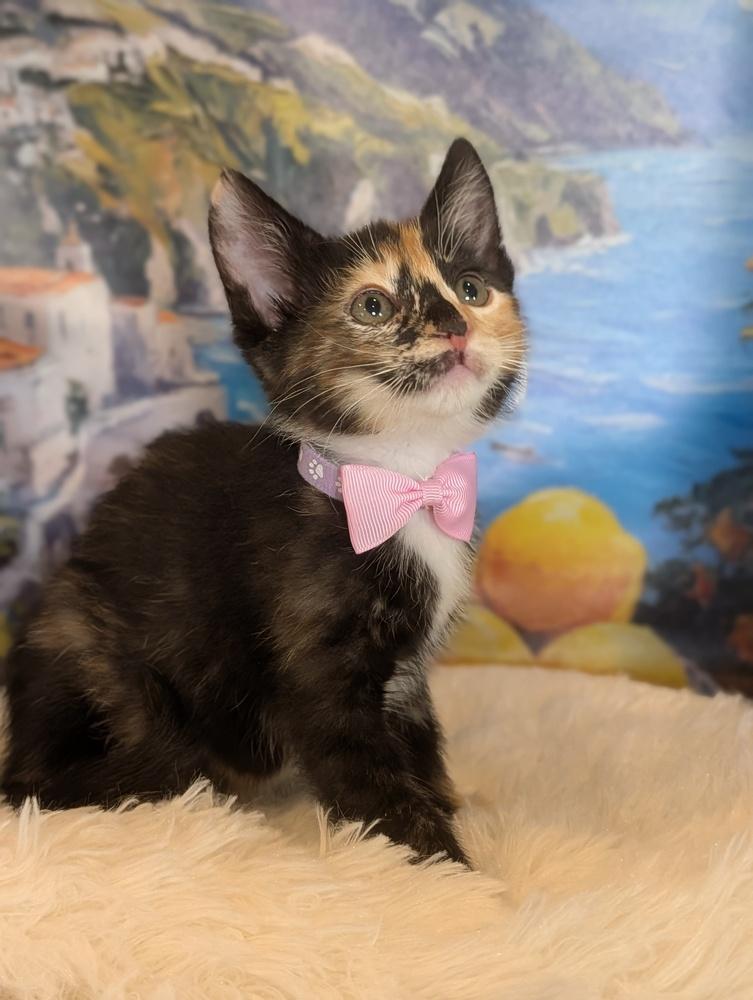 Enlarge Hana, a Adoptable mixed breed in Fremont, CA image 3/6
