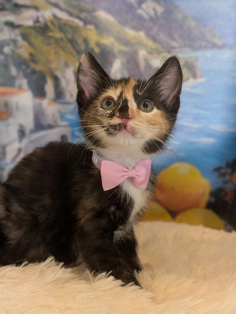 Enlarge Hana, a Adoptable mixed breed in Fremont, CA image 4/6