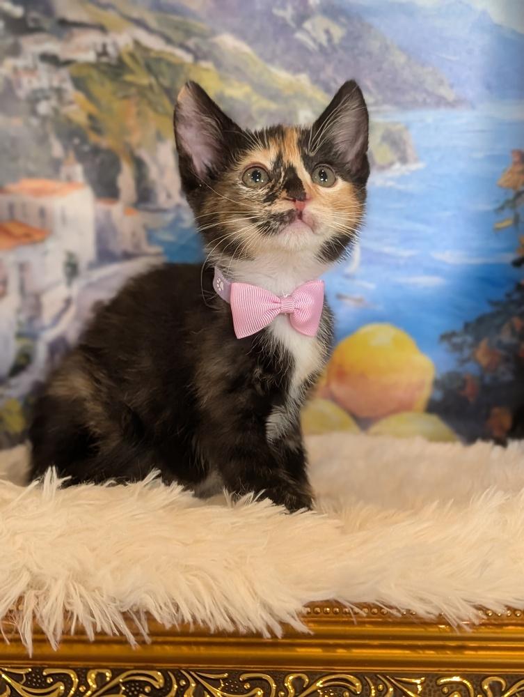 Enlarge Hana, a Adoptable mixed breed in Fremont, CA image 6/6