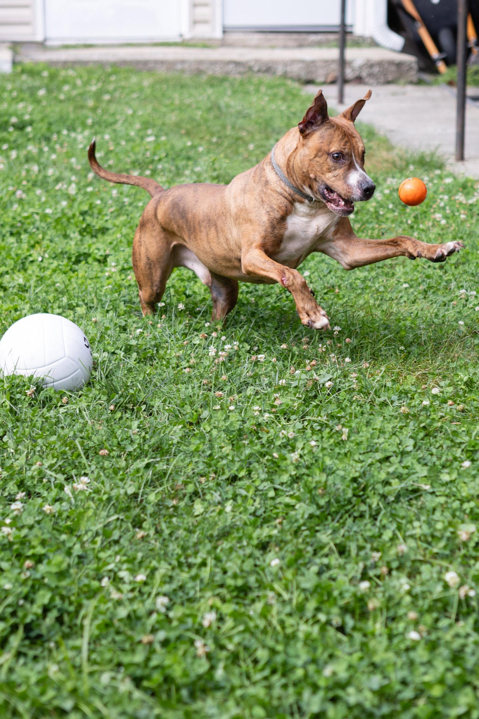Raphael, Adoptable, Adult Male Pit Bull Terrier.