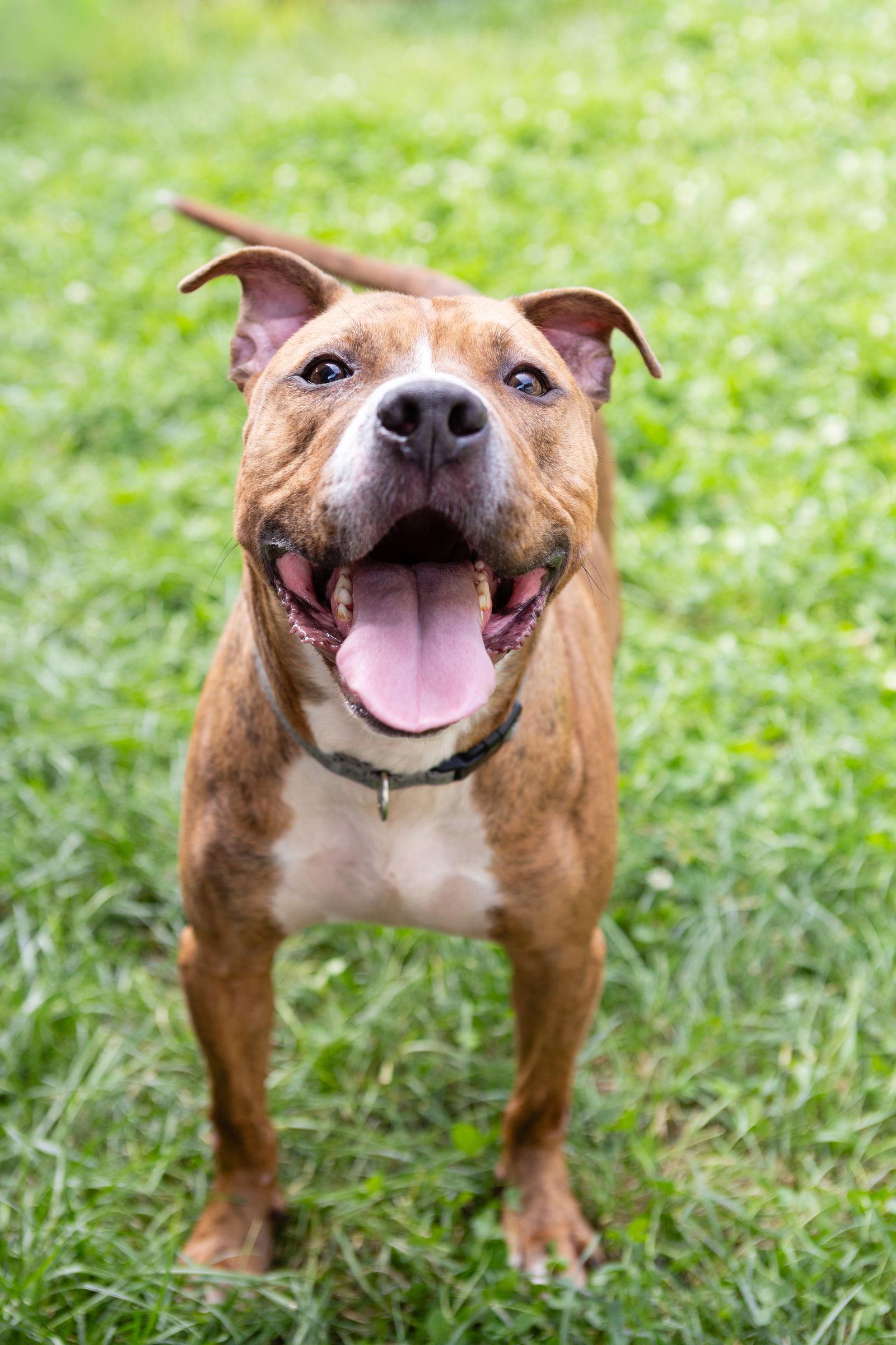 Enlarge Raphael, a Adoptable Pit Bull Terrier in Crete, IL image 3/3