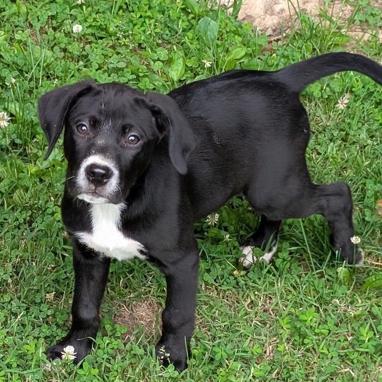 Enlarge Tanya, a Adoptable Mixed Breed in Marion, IL image 1/1
