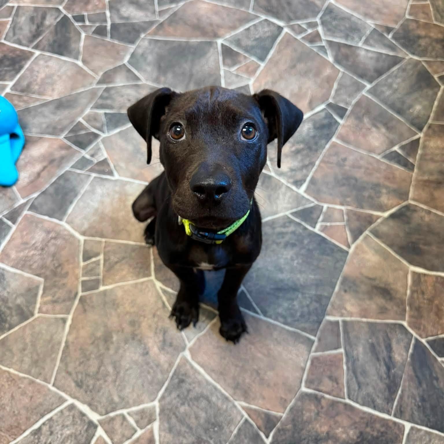 Midnight, ADOPTABLE, Puppy Male Terrier.