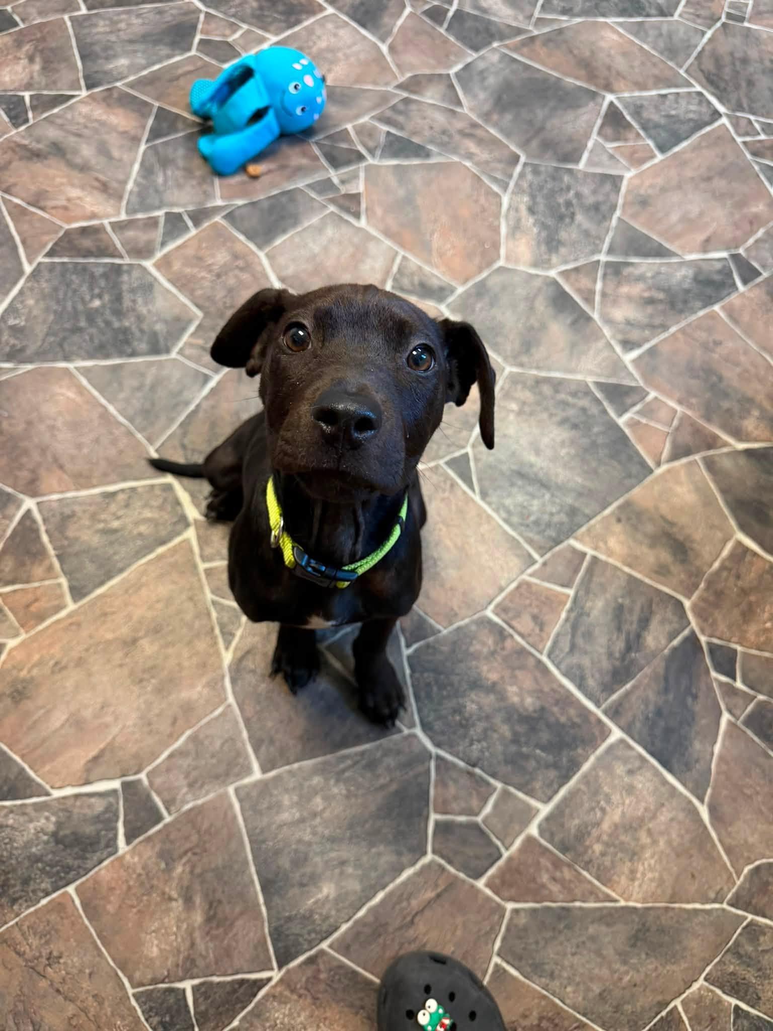 Midnight, a ADOPTABLE mixed breed in Sterling Heights, MI image 6/6