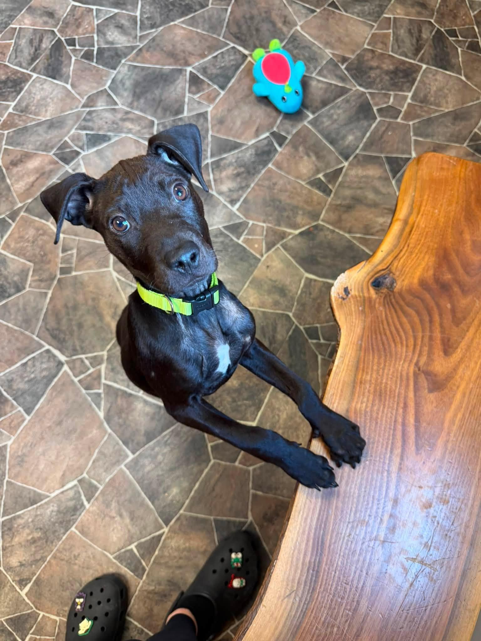 Midnight, a ADOPTABLE mixed breed in Sterling Heights, MI image 2/6