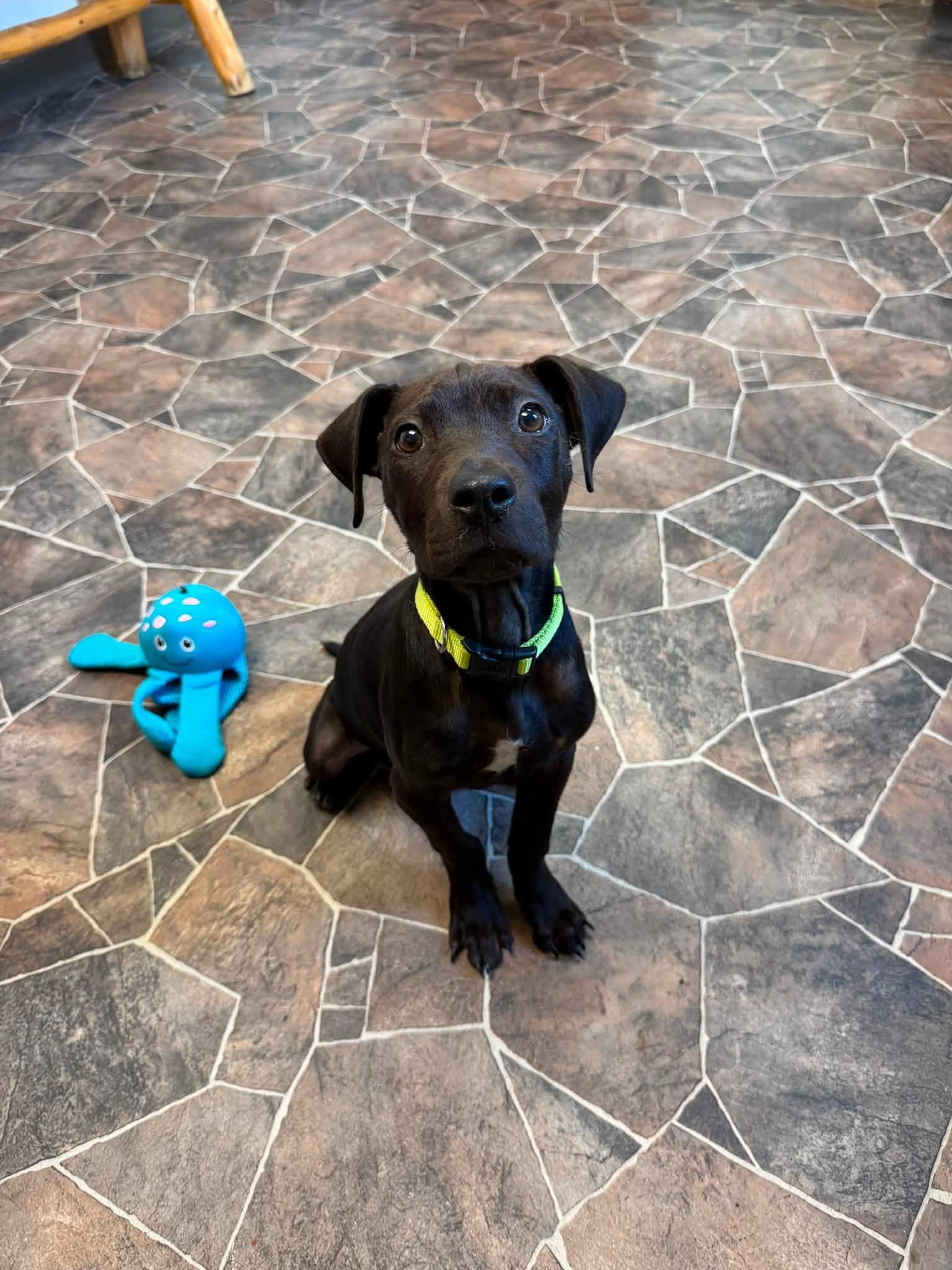 Midnight, a ADOPTABLE mixed breed in Sterling Heights, MI image 4/6