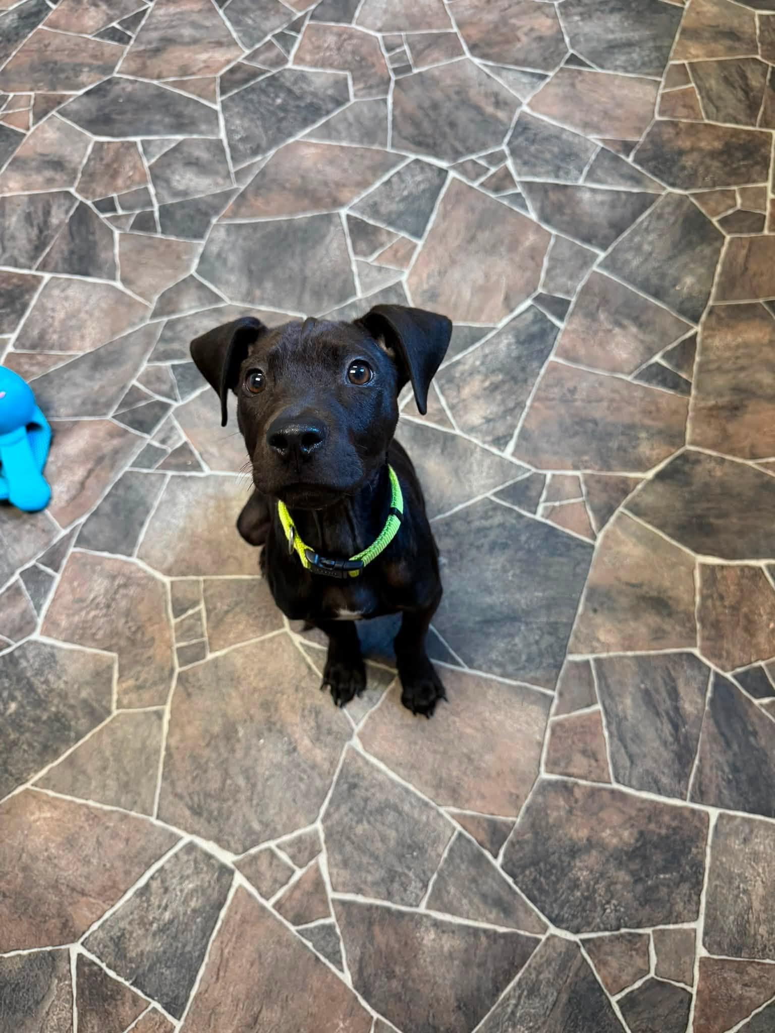 Midnight, a ADOPTABLE mixed breed in Sterling Heights, MI image 5/6