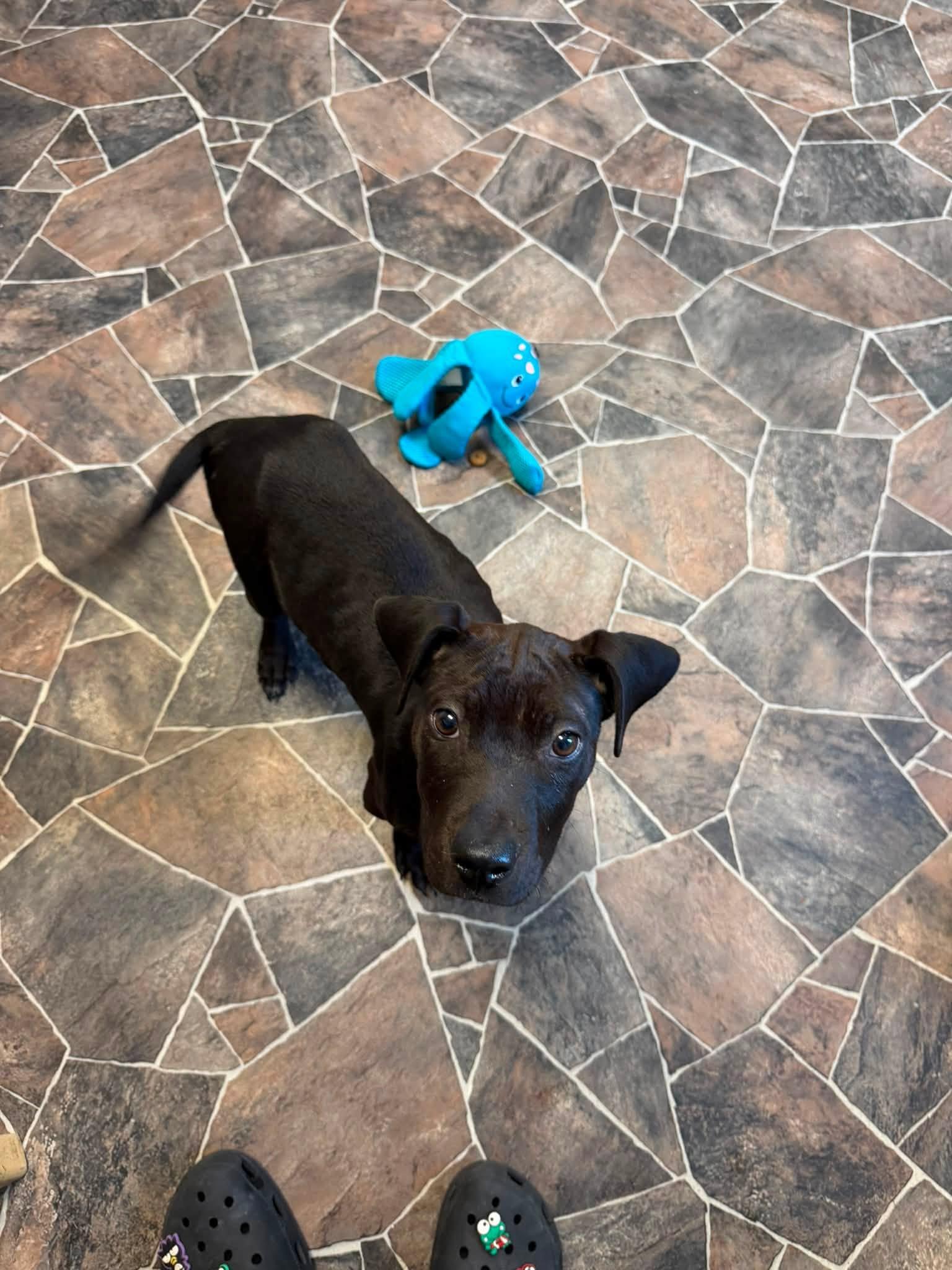 Midnight, a ADOPTABLE mixed breed in Sterling Heights, MI image 3/6