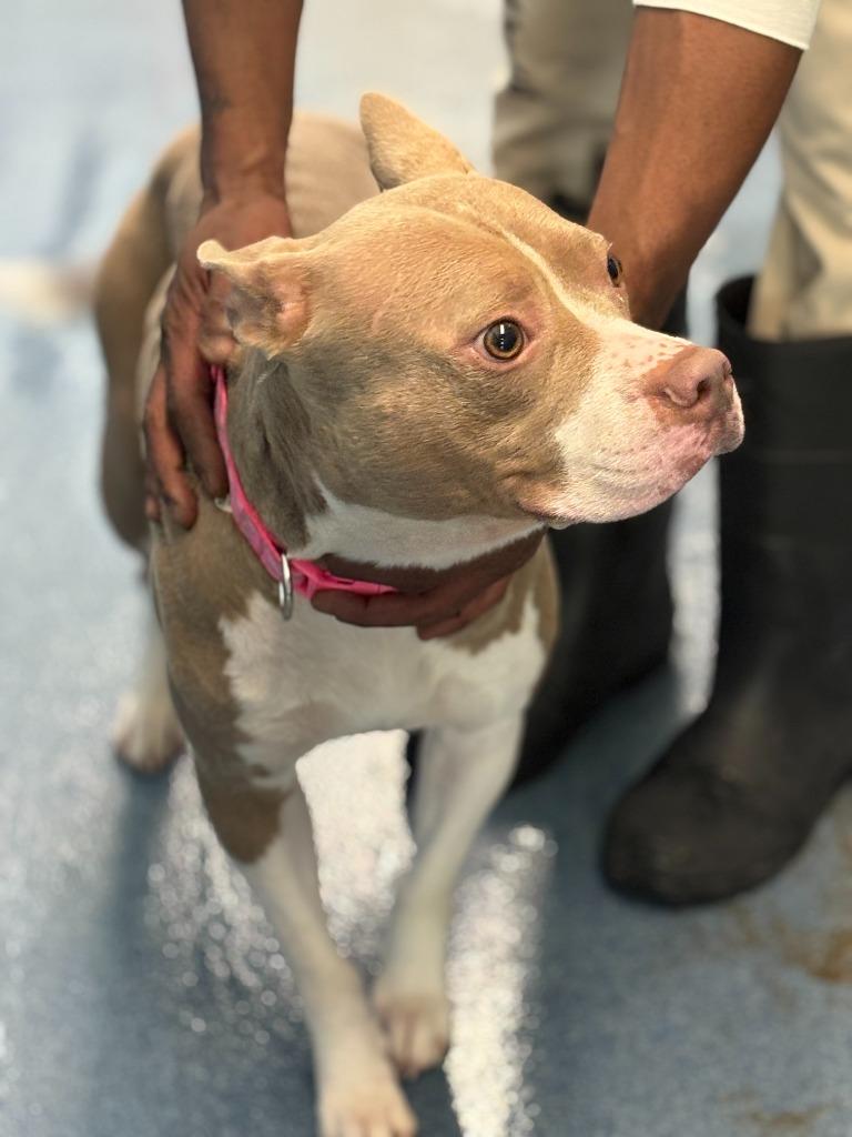 DJ Steelwool, Adoptable, Young Female Mixed Breed.