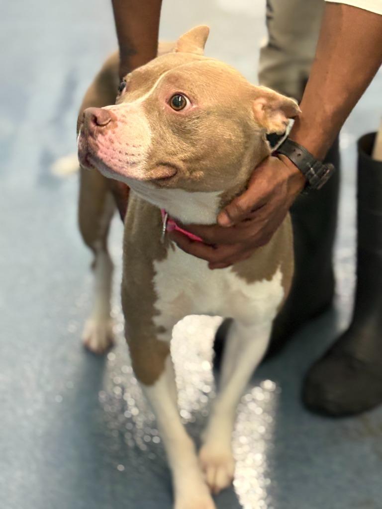 Enlarge DJ Steelwool, a Adoptable mixed breed in Effingham, SC image 3/4