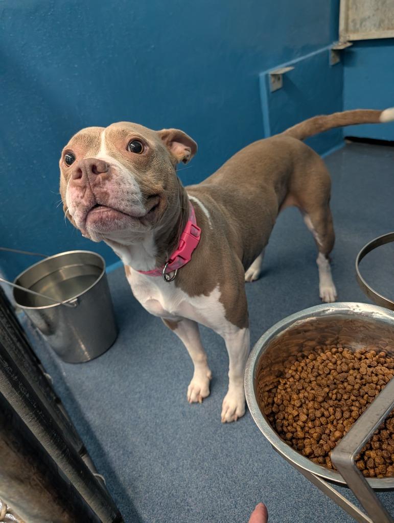 Enlarge DJ Steelwool, a Adoptable mixed breed in Effingham, SC image 4/4