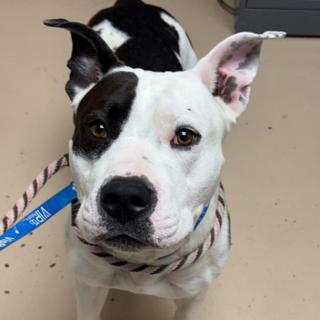 Enlarge MONT-Stray-56880, a Adoptable American Staffordshire Terrier in Perkiomenville, PA image 1/1